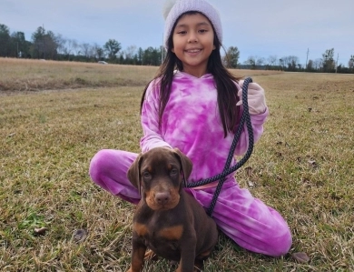 AKC Full Euro AKC Full Euro Doberman Pinscher