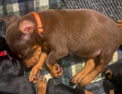 AKC Full Euro AKC Full Euro Doberman Pinscher