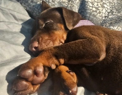 AKC Full Euro AKC Full Euro Doberman Pinscher