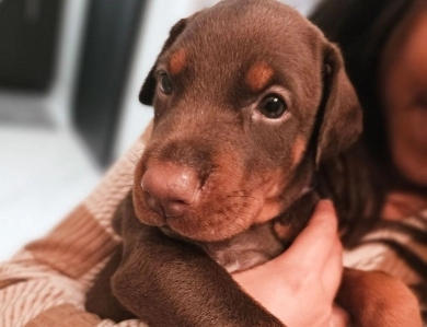 AKC Full Euro AKC Full Euro Doberman Pinscher