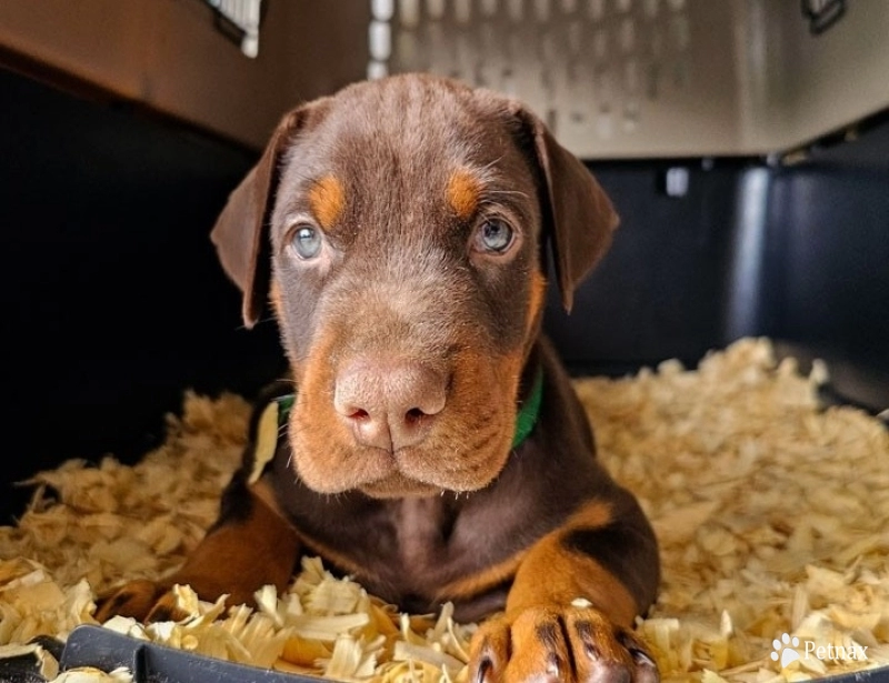 AKC Full Euro  Doberman Pinscher