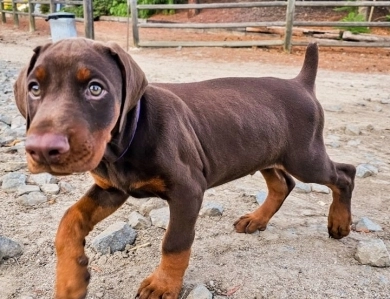 AKC Full Euro AKC Full Euro Doberman Pinscher