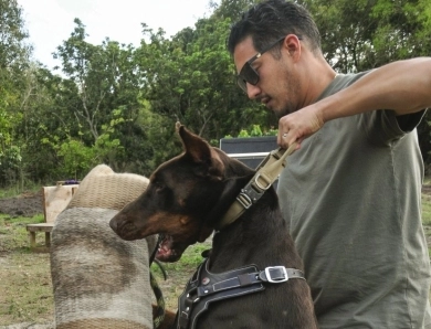 AKC Full Euro AKC Full Euro Doberman Pinscher