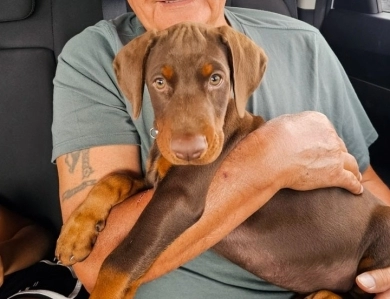 AKC Full Euro AKC Full Euro Doberman Pinscher