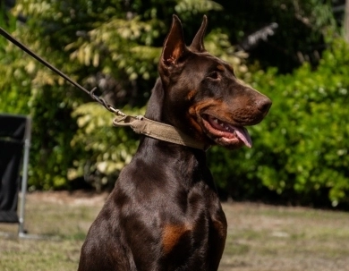 AKC Full Euro AKC Full Euro Doberman Pinscher