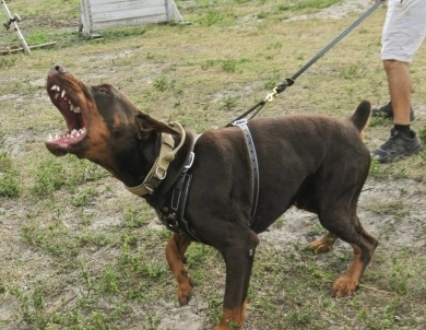 AKC Full Euro AKC Full Euro Doberman Pinscher