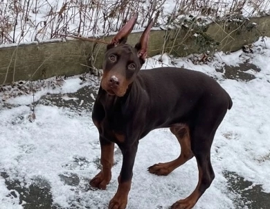 AKC Full Euro AKC Full Euro Doberman Pinscher
