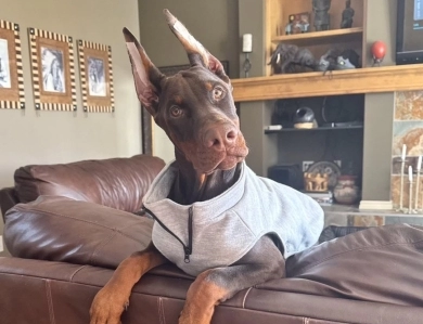 AKC Full Euro AKC Full Euro Doberman Pinscher