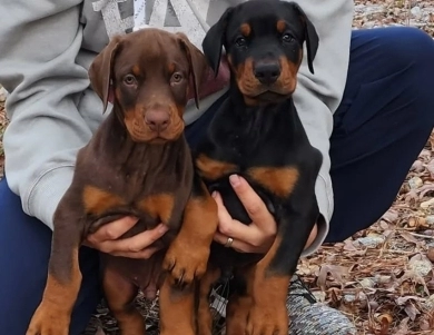 AKC Full Euro AKC Full Euro Doberman Pinscher