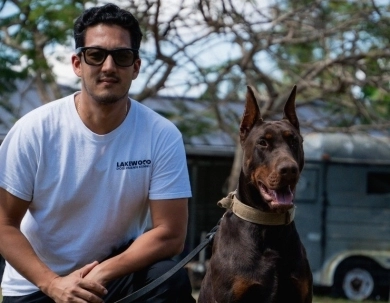 AKC Full Euro AKC Full Euro Doberman Pinscher