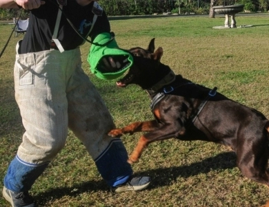 AKC Full Euro AKC Full Euro Doberman Pinscher