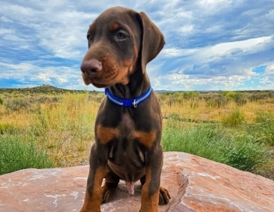 AKC Full Euro AKC Full Euro Doberman Pinscher