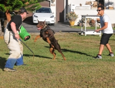 AKC Full Euro AKC Full Euro Doberman Pinscher