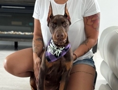 AKC Full Euro AKC Full Euro Doberman Pinscher