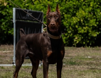 AKC Full Euro AKC Full Euro Doberman Pinscher