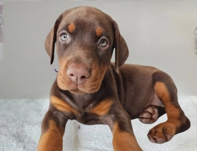 AKC Full Euro AKC Full Euro Doberman Pinscher