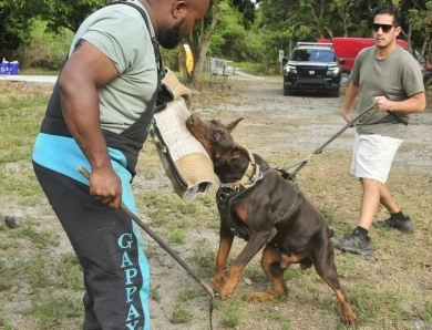 AKC Full Euro AKC Full Euro Doberman Pinscher