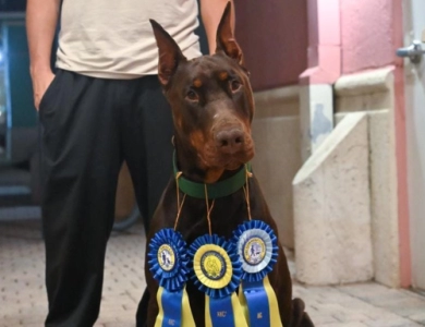 AKC Full Euro AKC Full Euro Doberman Pinscher