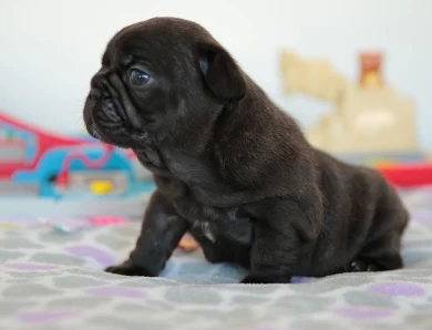 Nova Puppies for Sale