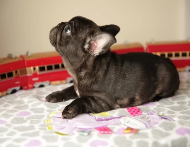 Naomi Puppies for Sale