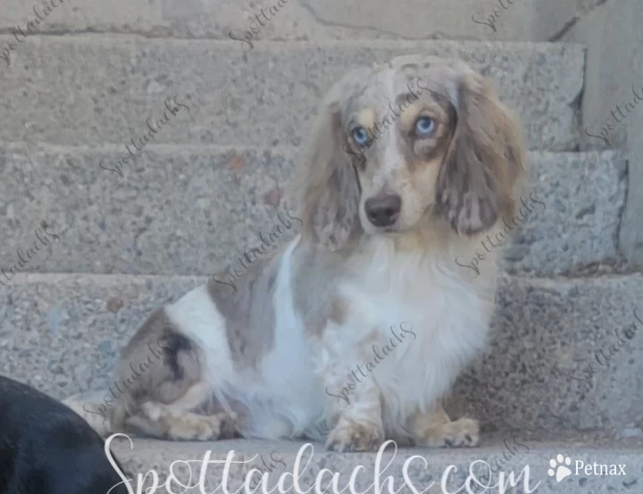 Mousse Dachshund