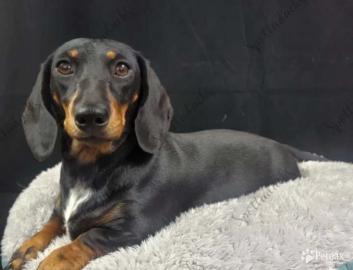 Velvet Dachshund