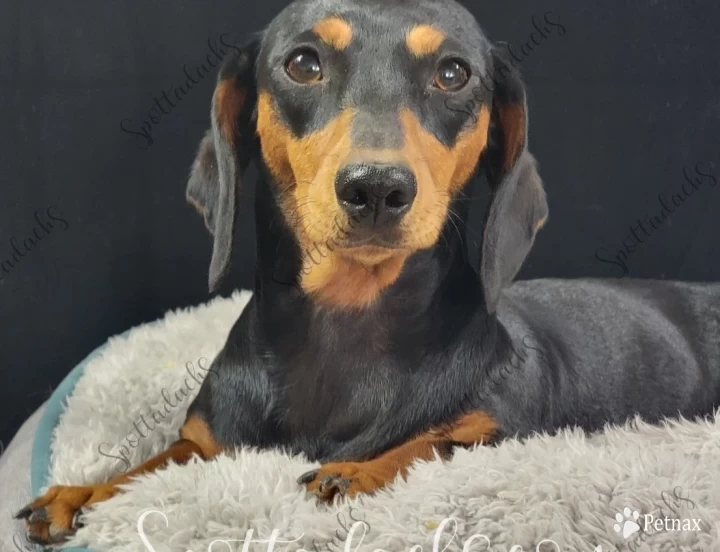 Tinkerbelle Dachshund