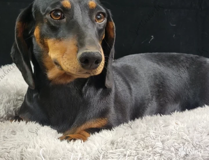 Phoenix Dachshund