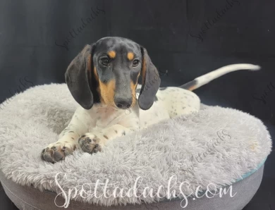 Xanadu Dachshund