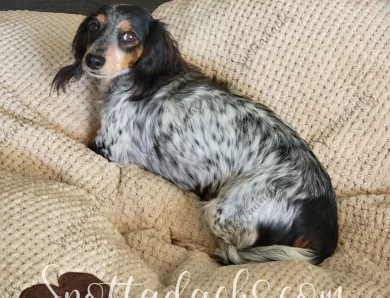 Charlotte Dachshund