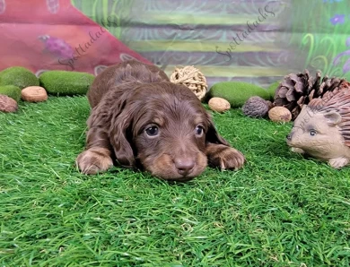 Orange Collar Puppies for Sale