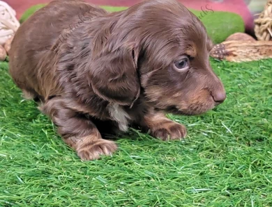 Orange Collar Puppies for Sale