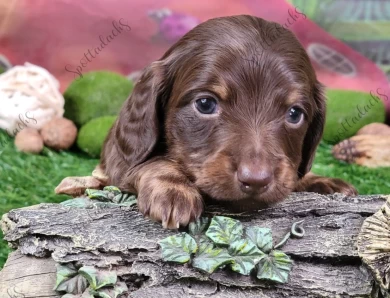 Orange Collar Puppies for Sale