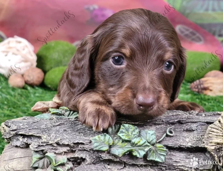 Orange Collar Puppies for Sale