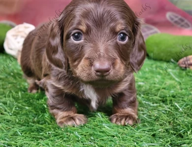 Orange Collar Puppies for Sale