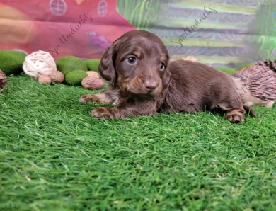 Orange Collar Puppies for Sale