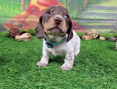 Turquoise Collar Puppies for Sale