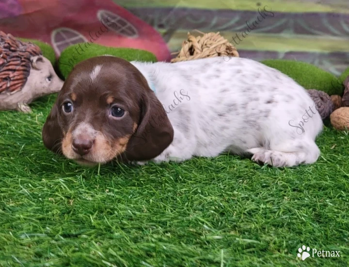 Turquoise Collar Puppies for Sale