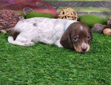 Turquoise Collar Puppies for Sale