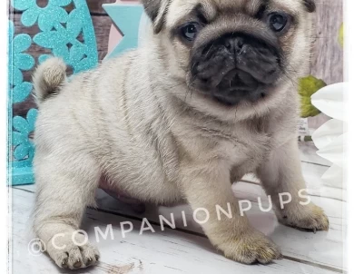 Companion Pups - Quality Pugs