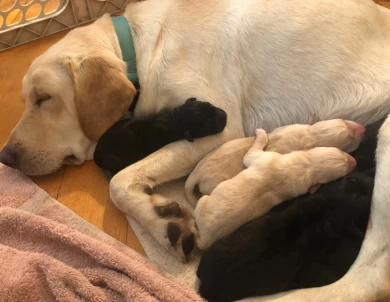 Maggie's 9 Puppies for Sale