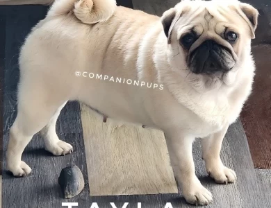 Tayla Pug