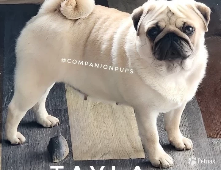 Tayla Pug