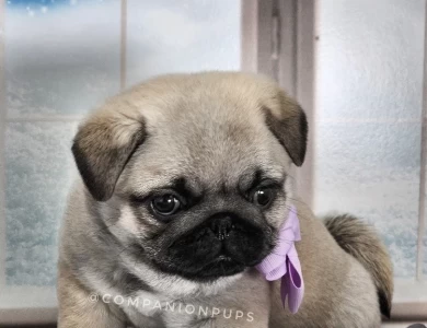 Purple Bow Puppies for Sale