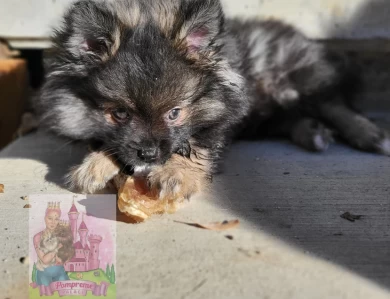 PompremePalace Marcel Puppies for Sale