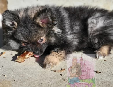 PompremePalace Marcel Puppies for Sale