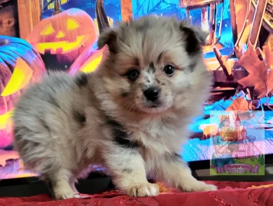 PompremePalace Hailey Puppies for Sale