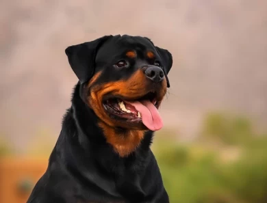 Hugo Rottweiler