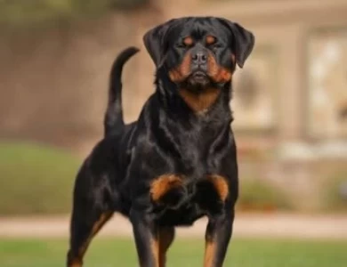 Rumi Vom Grossen Tal Rottweiler