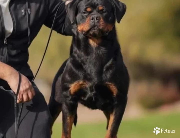 Rumi Vom Grossen Tal Rottweiler